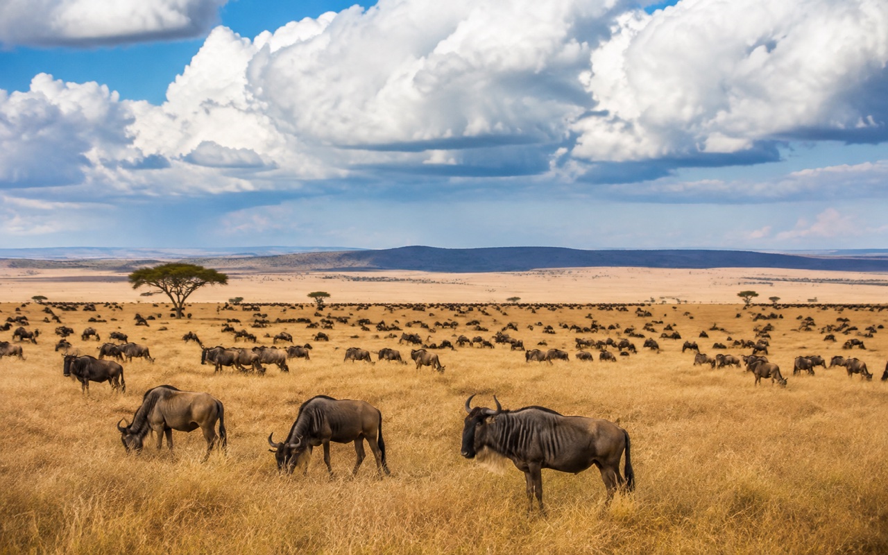 Tanzania Safari Guide: Wildlife, Seasons and Zanzibar