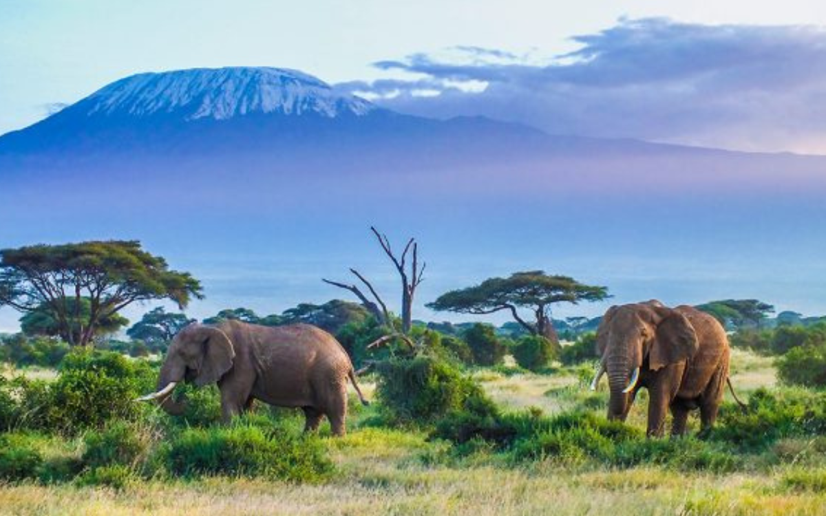 Tanzania Kilimanjaro & Wildlife
