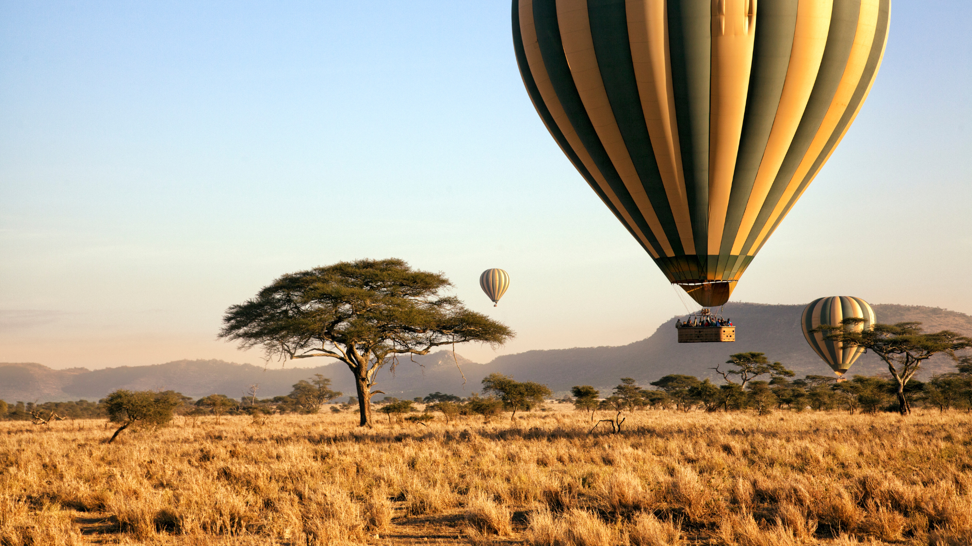 Witness the Wild. Escape to Zanzibar.